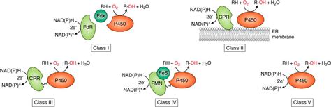 Engineering cytochrome P450 enzyme systems for biomedical and ...