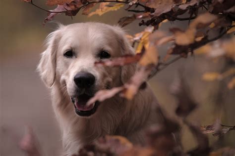 Download Dog Animal Golden Retriever 4k Ultra HD Wallpaper