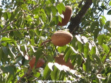 Mahogany Tree | Flowering Trees | Gardening