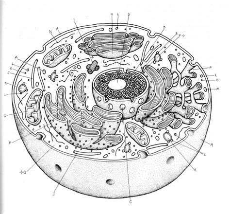 Eukaryotic Cell Diagram | Quizlet