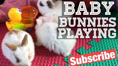 Baby Bunnies Playing - YouTube