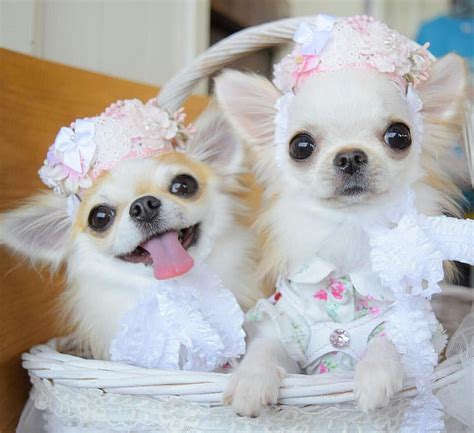 Pin on Beautiful And Cute Chihuahuas & Other Puppies