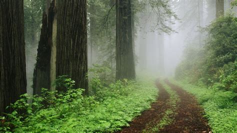 Fog Forest Wallpaper - WallpaperSafari