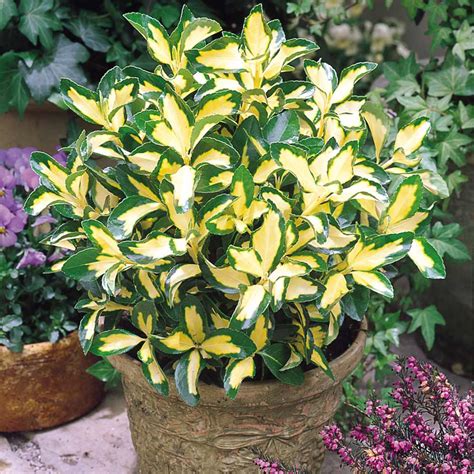 Buy Evergreen Shrubs | J Parker Dutch Bulbs