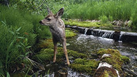 Wallpaper : waterfall, deer, moss, river, wildlife, baby animals, fauna, mammal 1920x1080 ...