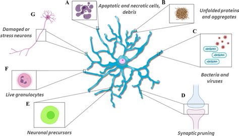 Microglia phagocytosis and implications in the CNS. Microglial cells... | Download Scientific ...