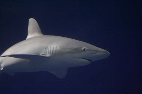 File:Galapagos shark monterey.jpg - Wikimedia Commons