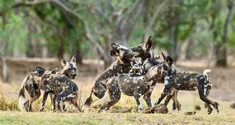 Africa’s Wild Dogs — A Survival Story - Conservation Frontlines