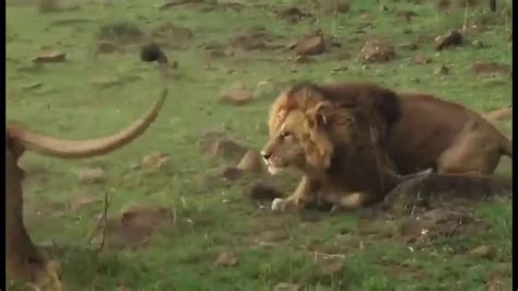 Male Lions Fighting For Territory #animals #wildlife #lion - YouTube