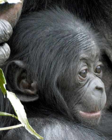 Twycross Zoo’s baby bonobo named Ndeko! | Discover Animals