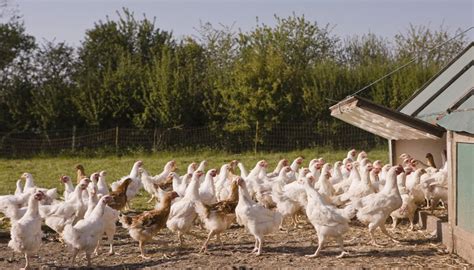 How to Start an Organic Chicken Farm | Gone Outdoors | Your Adventure Awaits