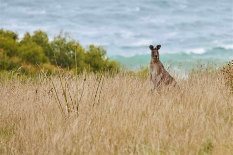 This Australian wildlife sanctuary will leave you wonderstruck | Intrepid