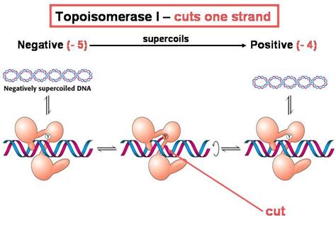 Image result for topoisomerase 1 mechanism | Microbiology, Positivity, Genetics