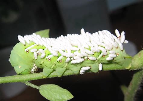 Tomato Hornworm w/ wasp parasites | Tomato hornworm, Hornworm, Parasite