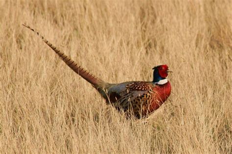 What is the State Bird of South Dakota? - 10,000 Birds