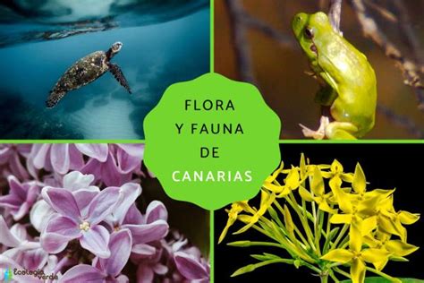 Flora y fauna de Canarias - Resumen