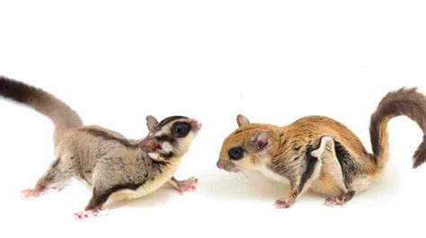 Are Flying Squirrels And Sugar Gliders The Same?