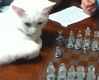 Great Chess Animated Gif Pics - Best Animations