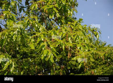 Turkey oak leaf hi-res stock photography and images - Alamy