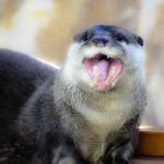 Happy otter Meme Generator - Imgflip