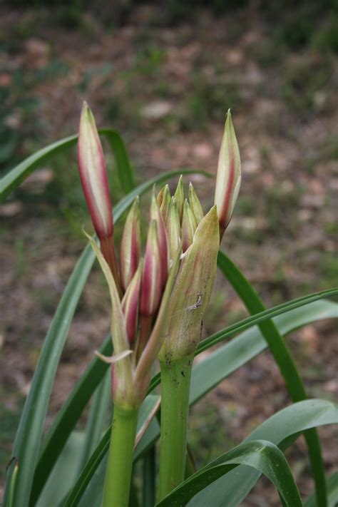 More trumpet Lilies getting ready to bloom. 2017 | Trumpet lily, Bloom ...