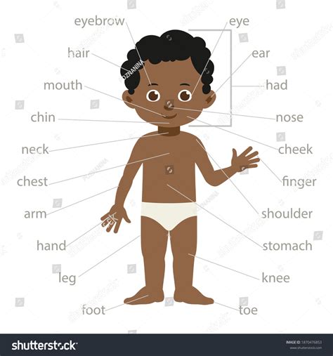 8,621 Body Parts Diagram Images, Stock Photos & Vectors | Shutterstock