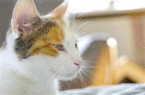 A domestic tricolor cat 3154222 Stock Photo at Vecteezy