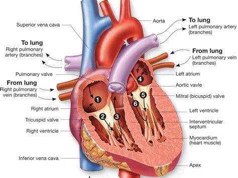 the major blood vessels of heart using interactive animations diagrams labels the Major Blood ...