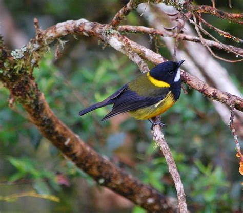 Simon Boyes: PAPUA NEW GUINEA - More birds