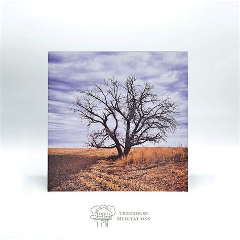 Barren Tree | Treehouse Meditations