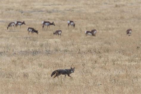 Coyote Hunting And Deer Survival - The Predator Hunter