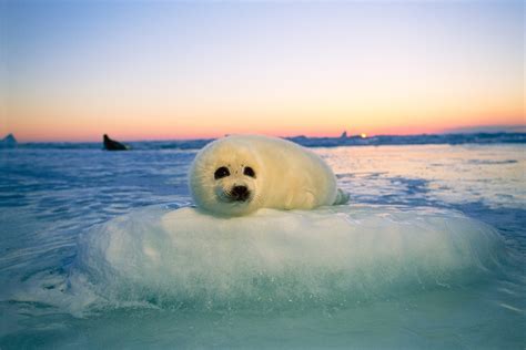 Baby Harp Seals Being Drowned, Crushed Amid Melting Ice