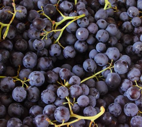 Muscat grapes – Greengrocers Pantry