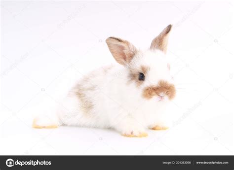 Cute Bunny White Background