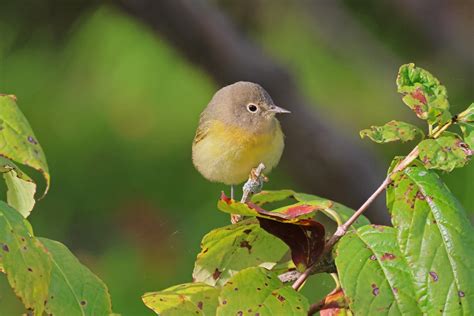 Nashville Warbler | [Fall female/immature] A study in subtle… | Flickr