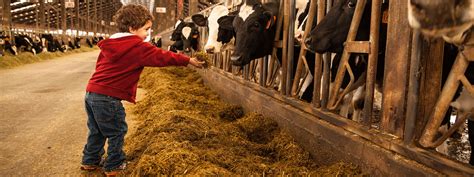 A Video Guide to Dairy Farming | Dairy farms, Dairy farmer, Farm