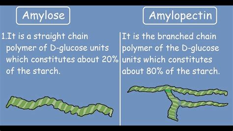 Amylose vs Amylopectin |Quick Differences and Comparison| - YouTube