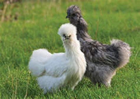 Bantam Chicken Hatching Eggs Assortment | Stromberg's Chickens