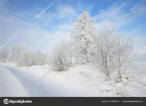 Winter wonderland landscape with snow and bushes — Stock Photo © alex.stemmer #169384516