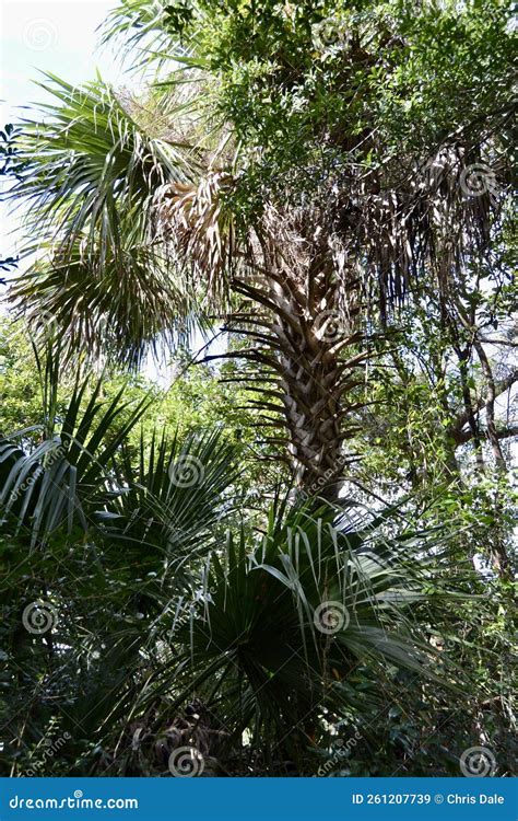 Sunlight Hitting Cabbage Palmetto (Sabal Palmetto) Tree Stock Image ...