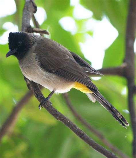 bulbul | Bulbul, Bird, Passerine bird