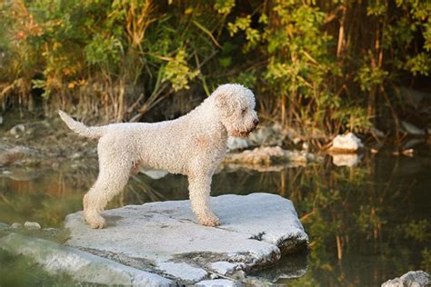 Lagotto Romagnolo Dog Breed Information