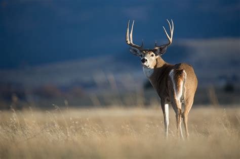 Whitetail Deer - American Vision Photography