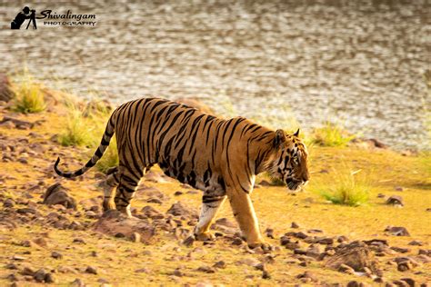 Top 26 Tiger Reserves of India [Updated 2022 ] - India Tourism