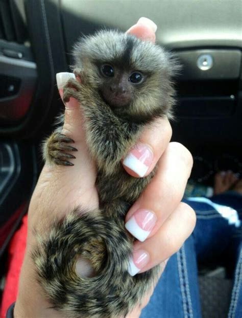 . Little Monkeys, Cute Little Animals, Cute Funny Animals, Primates, Pygmy Marmoset, Pet Monkey ...