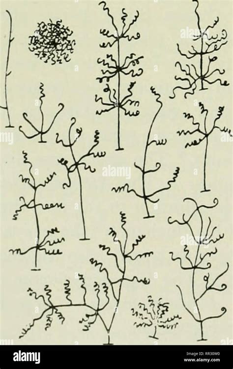 . The actinomycetes. Actinomycetales. Figure 25. S. rubrireticuli, a verticil-forming ...