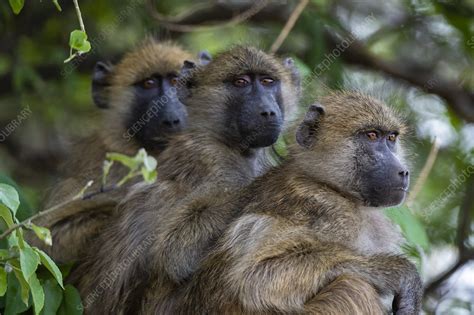 Three Chacma baboons - Stock Image - C054/5208 - Science Photo Library