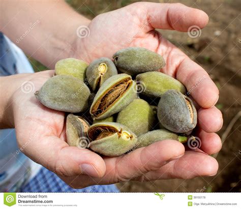 Harvesting Almonds, Almonds in the Palms Stock Image - Image of harvest, almonds: 39155179