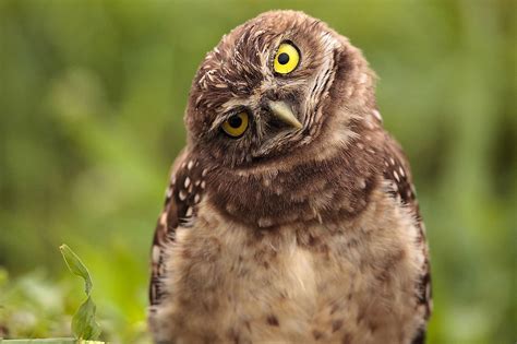 10 Fascinating Facts About Owls Not Many People Know - WorldAtlas