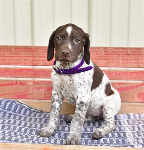 English Pointer Puppies For Sale Sale Online | www.danzhao.cc